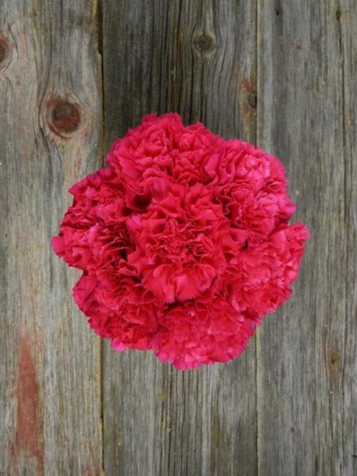 HOT PINK CARNATIONS